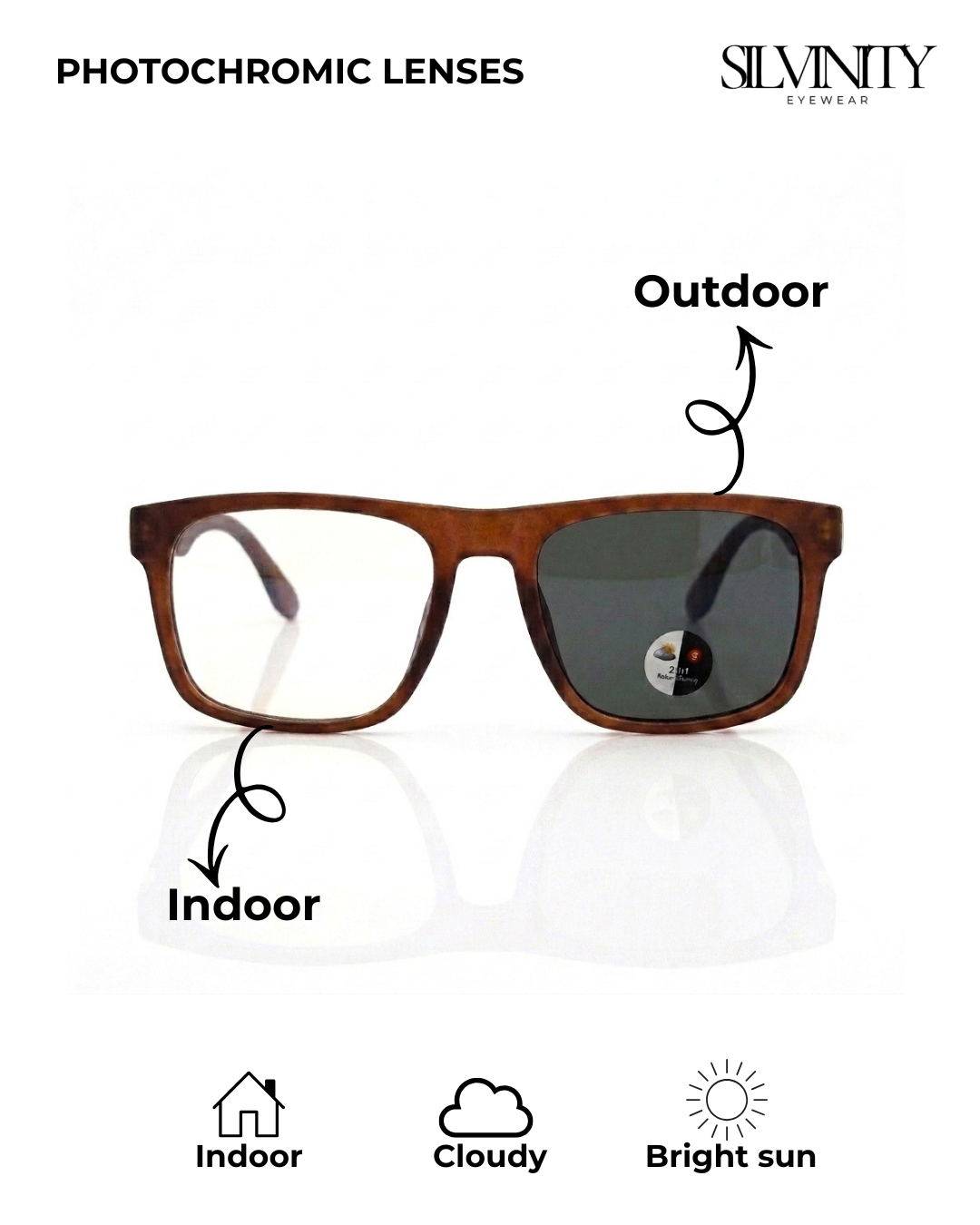 Tortoise Brown